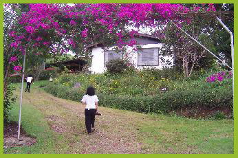 Bougainville